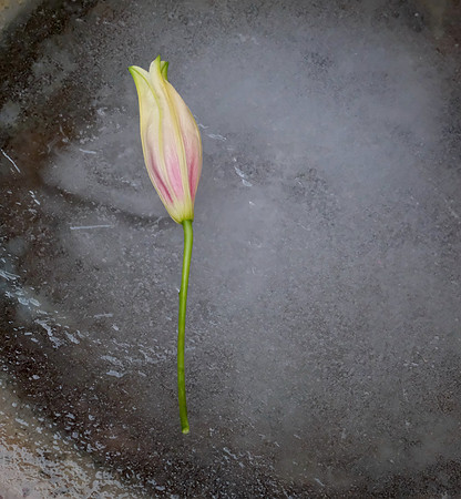flowers - lily on ice 1 2026
