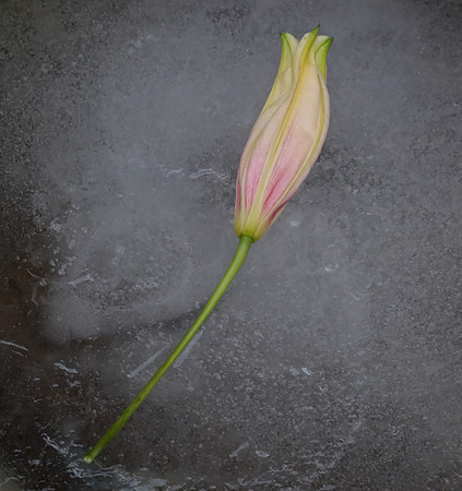 flowers - lily on ice 4 2026
