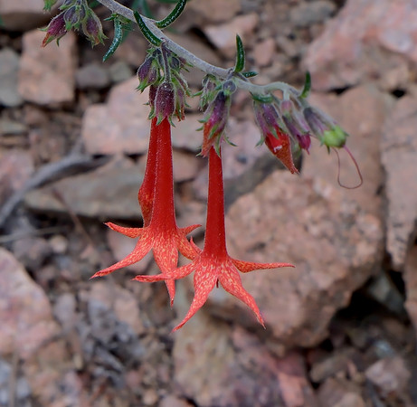 Flowers - scarlet gilia (skyrocket) along Aspen Vista Trail  2 2025