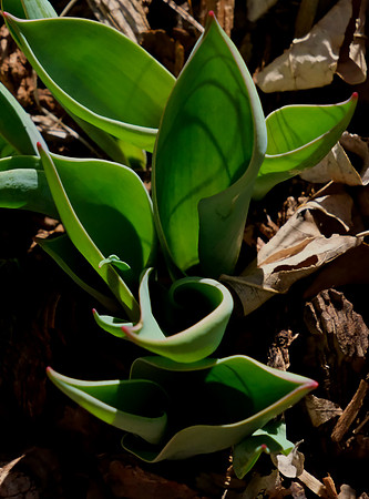 Flowers - tulip leaves emerging