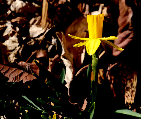 Flowers - miniature daffodils 2