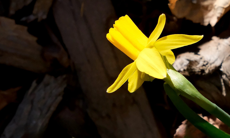 Flowers - miniature daffodils 1