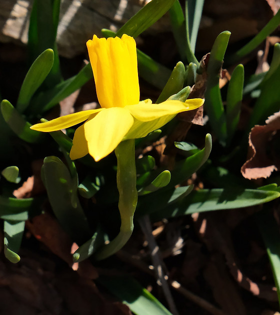 Flowers - miniature daffodils 3