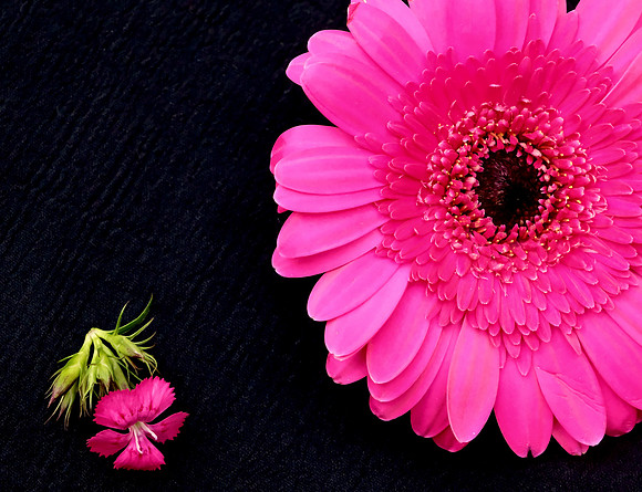 Flowers - Gerber daisies 5 2026