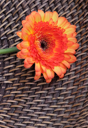 Flowers - Gerber daisies 3 2026