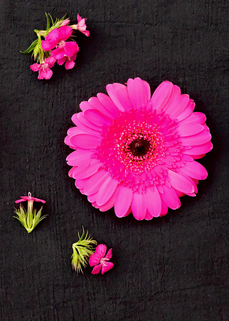 Flowers - Gerber daisies 4 2026