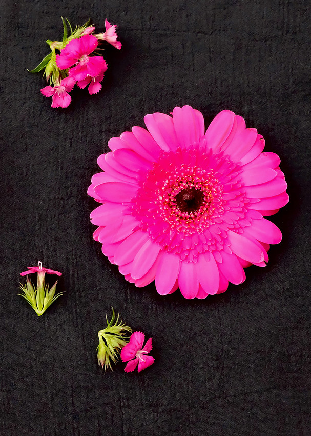Flowers - Gerber daisies 4 2026