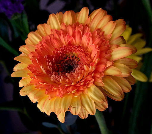 Flowers - Gerber daisies 2 2026