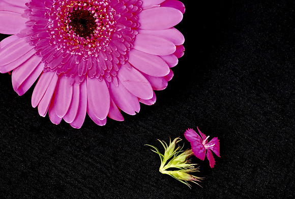 Flowers - Gerber daisies 6 2026