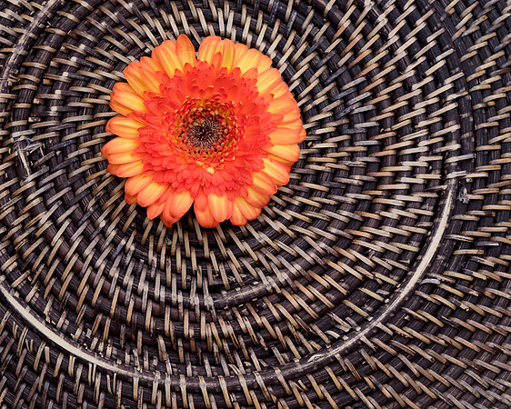 Flowers - Gerber daisies 1 2026