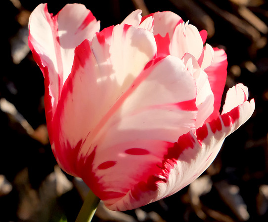 Flowers - parrot tulip 3 2026