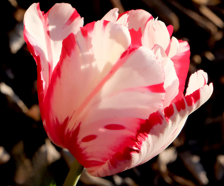Flowers - parrot tulip 3 2026