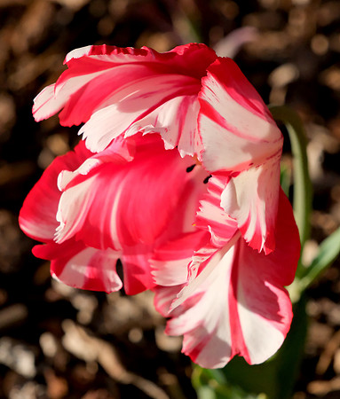 Flowers - parrot tulip 2 2026