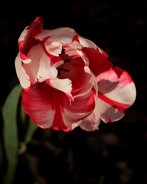 Flowers - parrot tulip 1 2026
