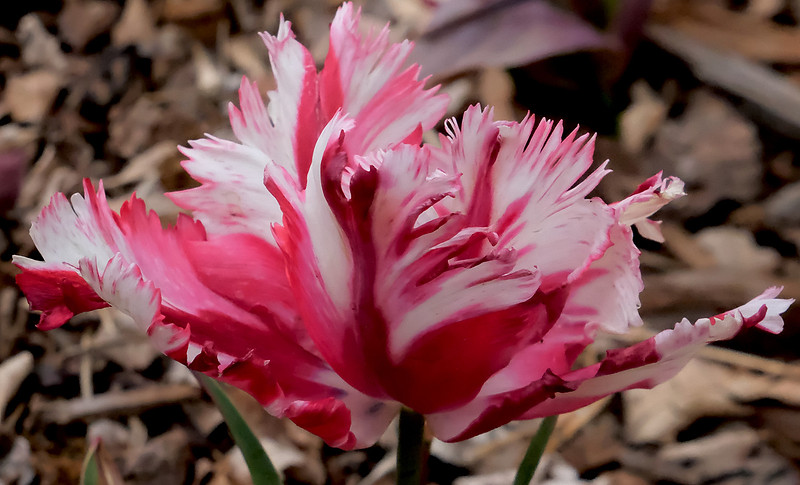 Flowers - parrot tulip 6 2026
