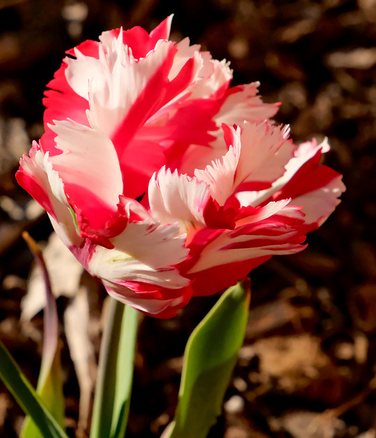 Flowers - parrot tulip 5 2026