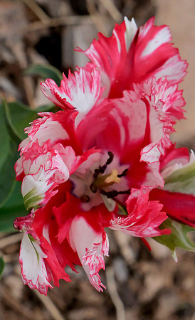 Flowers - parrot tulip 4 2026