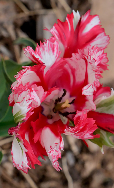 Flowers - parrot tulip 4 2026