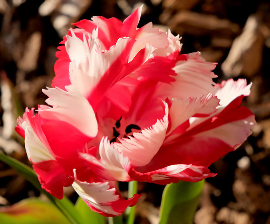 Flowers - parrot tulip 7 2026