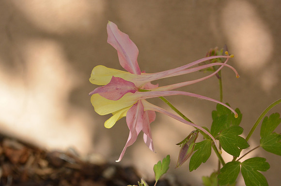 Flowers - columbine McKana Giant 3 2026
