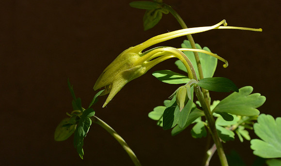 Flowers - columbine - swallowtail 1 2026