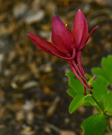 Flowers - columbine - Origami red and white 2 2026