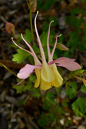 Flowers - columbine McKana Giant 2 2026