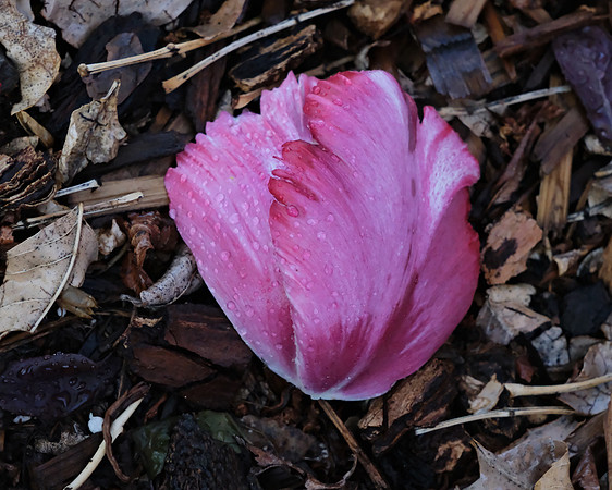 Flowers - parrot tulip petals 1