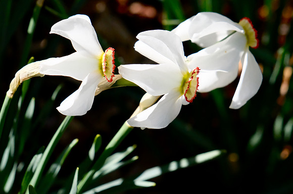 flowers - Pheasant's eye daffodils