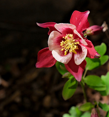 Flowers - columbine - Origami red and white 4 2026