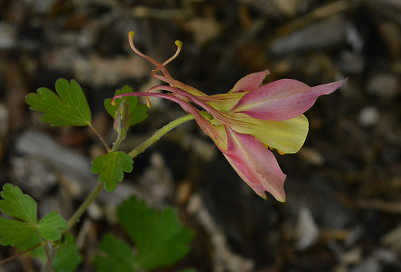 Floweres - columbine - McKana Giant 4 2026