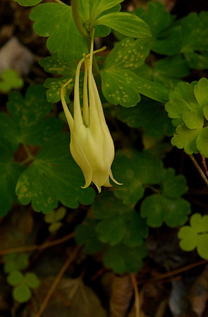 Flower - columbine - swallowtail 2 2026