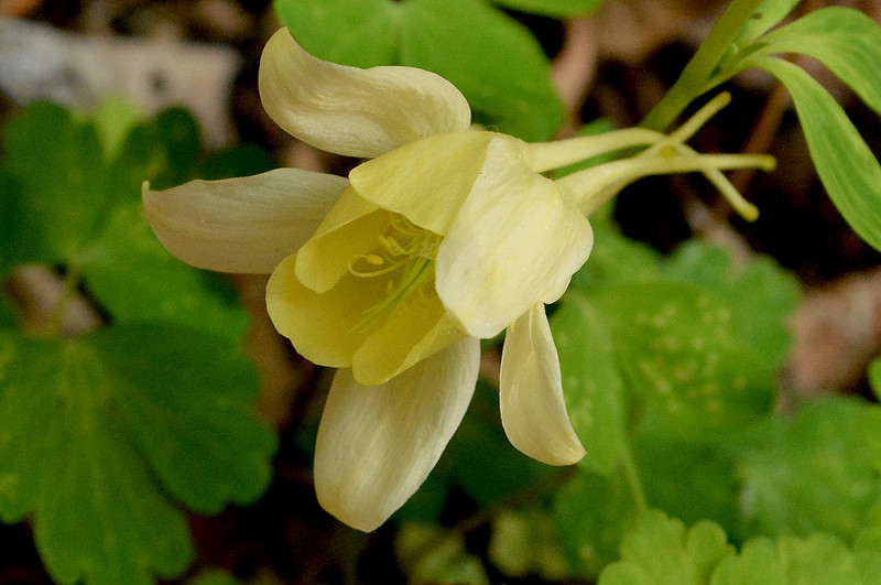 Flowers - columbine - early bird yellow 1 2026