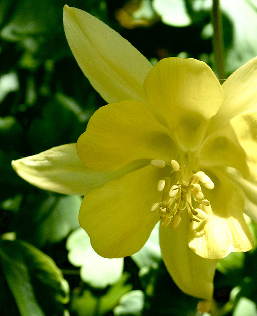 Flowers - columbine - swallowtail 3 2026