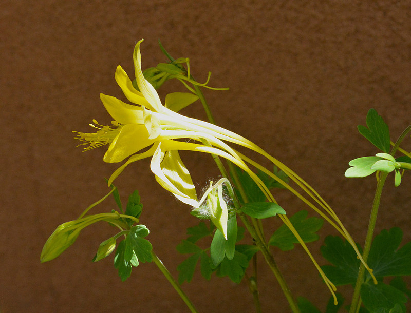 Flowers - columbine - swallowtail 4 2026