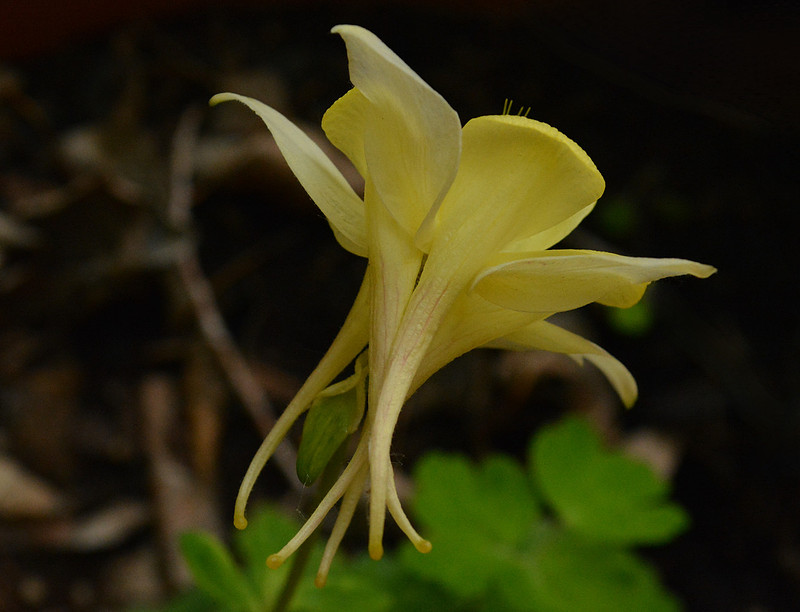 Flowers - columbine - early bird yellow 6 2026