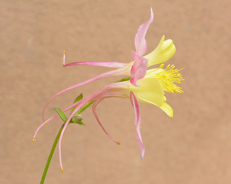 Flowers - columbine - McKana Giant 3 2026