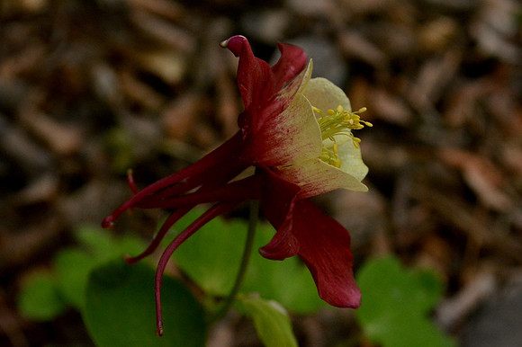Flowers - columbine - Origami red and white 9 2026