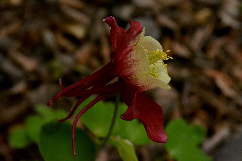 Flowers - columbine - Origami red and white 9 2026