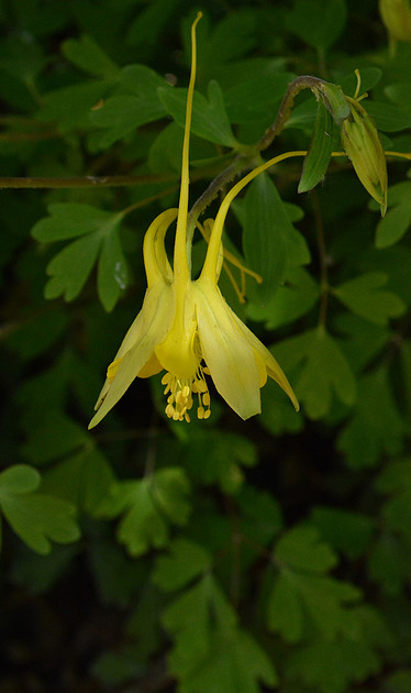 Flowers - columbine - swallowtail 5 2026