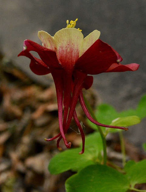 Flowers - columbine - Origami red and white 12 2026