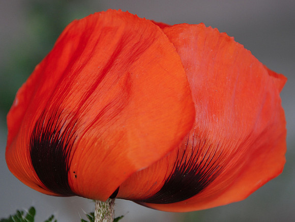 Flowers - Poppies (3 of 4)