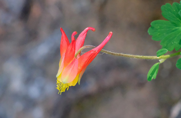 flowers - red columbine on Aspen Vista Trail 2 2026