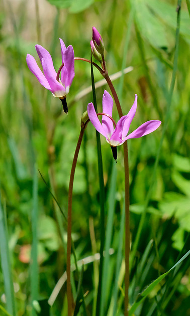 flowers - shooting star on Aspen Vista Trail 1 2026