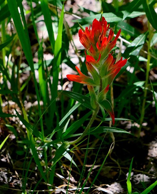 flowers - paintbrush on Aspen Vista Trail 1 2026