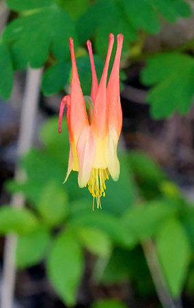 flowers - red columbine on Aspen Vista Trail 1 2026