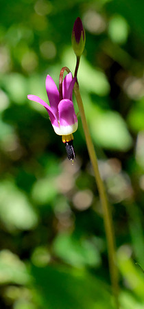 flowers - shooting star on Aspen Vista Trail 3 2026