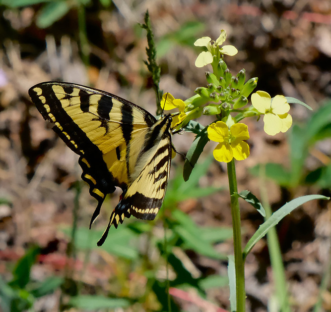 butterflies - swallowtail on wallflower 1 Aspen Vista Trail  2026