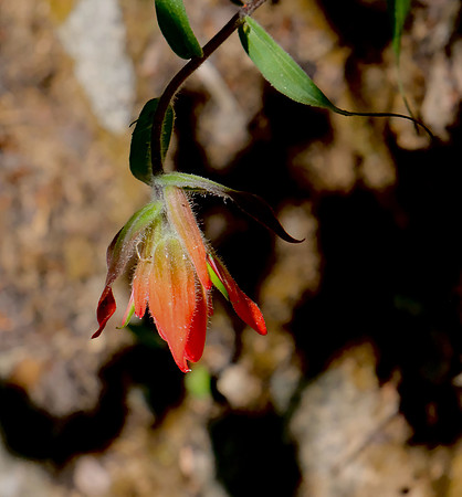 flowers - paintbrush on Aspen Vista Trail 2 2026