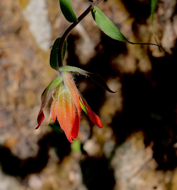 flowers - paintbrush on Aspen Vista Trail 2 2026